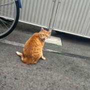 ヒメ日記 2025/11/13 10:02 投稿 りの なでし娘