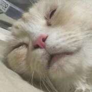 ヒメ日記 2025/11/23 20:15 投稿 りの なでし娘