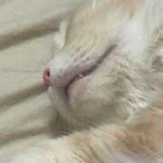 ヒメ日記 2025/12/04 22:26 投稿 りの なでし娘