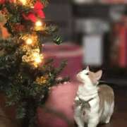 ヒメ日記 2025/12/25 18:02 投稿 りの なでし娘