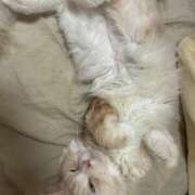 ヒメ日記 2025/12/31 01:04 投稿 りの なでし娘