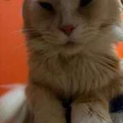 ヒメ日記 2025/12/31 05:31 投稿 りの なでし娘