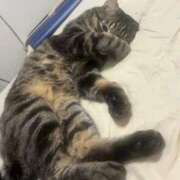 ヒメ日記 2025/12/31 16:39 投稿 りの なでし娘