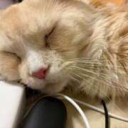 ヒメ日記 2025/12/31 18:45 投稿 りの なでし娘