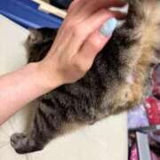 ヒメ日記 2026/01/10 01:11 投稿 りの なでし娘