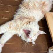 ヒメ日記 2026/01/20 21:20 投稿 りの なでし娘