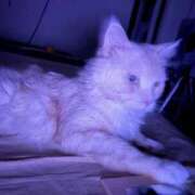 ヒメ日記 2026/01/21 06:07 投稿 りの なでし娘