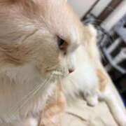 ヒメ日記 2026/01/26 06:01 投稿 りの なでし娘