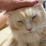 ヒメ日記 2026/01/29 05:37 投稿 りの なでし娘