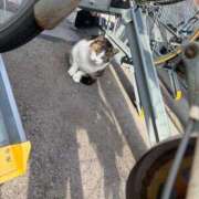 ヒメ日記 2026/02/06 09:51 投稿 りの なでし娘