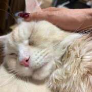 ヒメ日記 2026/02/11 06:09 投稿 りの なでし娘