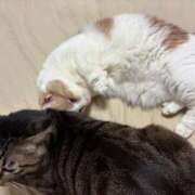 ヒメ日記 2026/02/20 06:03 投稿 りの なでし娘