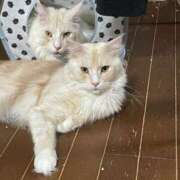 ヒメ日記 2026/03/03 15:02 投稿 りの なでし娘