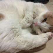 ヒメ日記 2026/03/04 06:43 投稿 りの なでし娘