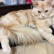 ヒメ日記 2026/03/05 06:50 投稿 りの なでし娘