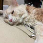 ヒメ日記 2026/03/06 07:45 投稿 りの なでし娘