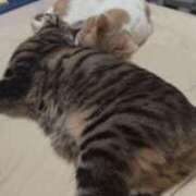 ヒメ日記 2026/03/12 05:15 投稿 りの なでし娘