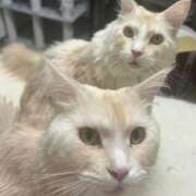 ヒメ日記 2026/03/16 14:34 投稿 りの なでし娘