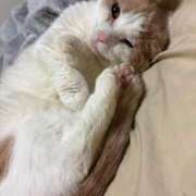 ヒメ日記 2026/03/20 06:53 投稿 りの なでし娘