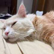 ヒメ日記 2026/03/26 06:00 投稿 りの なでし娘