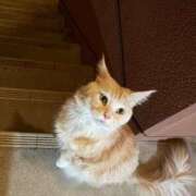 ヒメ日記 2026/03/27 00:36 投稿 りの なでし娘