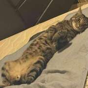 ヒメ日記 2026/03/29 21:03 投稿 りの なでし娘