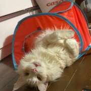 ヒメ日記 2026/03/31 17:57 投稿 りの なでし娘