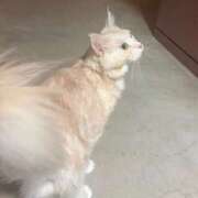 ヒメ日記 2026/04/03 19:33 投稿 りの なでし娘