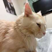 ヒメ日記 2026/04/04 05:58 投稿 りの なでし娘