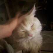 ヒメ日記 2026/04/17 06:01 投稿 りの なでし娘