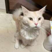 ヒメ日記 2026/04/20 08:18 投稿 りの なでし娘