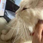 ヒメ日記 2026/04/20 08:57 投稿 りの なでし娘