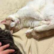 ヒメ日記 2026/04/21 06:25 投稿 りの なでし娘