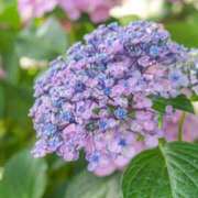 ヒメ日記 2025/06/12 23:59 投稿 ましろ ストロベリーハウス