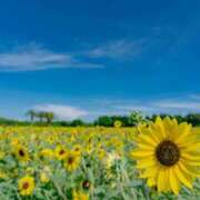 ヒメ日記 2025/07/04 09:18 投稿 ましろ ストロベリーハウス