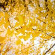 ヒメ日記 2025/11/18 23:40 投稿 ましろ ストロベリーハウス