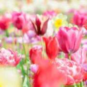 ヒメ日記 2026/02/26 15:00 投稿 ましろ ストロベリーハウス