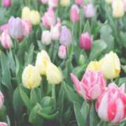 ヒメ日記 2026/04/07 13:00 投稿 ましろ ストロベリーハウス