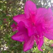 ヒメ日記 2025/05/21 01:42 投稿 はるな 熟女の風俗最終章 池袋店