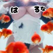 ヒメ日記 2026/09/22 23:12 投稿 はるな 熟女の風俗最終章 池袋店
