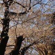 ヒメ日記 2025/04/10 16:40 投稿 れい 素人妻達☆マイふぇらレディー