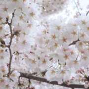 ヒメ日記 2025/04/09 16:10 投稿 ヒヨリ 人妻生レンタル