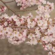 ヒメ日記 2025/04/19 14:34 投稿 ヒヨリ 人妻生レンタル