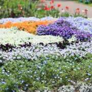 ヒメ日記 2025/05/11 10:20 投稿 ヒヨリ 人妻生レンタル