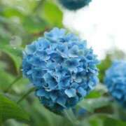 ヒメ日記 2025/06/01 15:20 投稿 ヒヨリ 人妻生レンタル