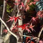 ヒメ日記 2024/12/25 11:40 投稿 しずく 制服向上委員会