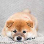 ヒメ日記 2026/02/21 07:40 投稿 あさひ 奥様はエンジェル　立川店