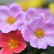 ヒメ日記 2025/10/19 20:50 投稿 まりえ アイスキャンディーラブ