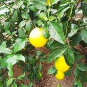 ヒメ日記 2025/08/05 00:20 投稿 べてい アイムシェイク