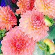 ヒメ日記 2026/01/31 20:53 投稿 しおん アイムシェイク